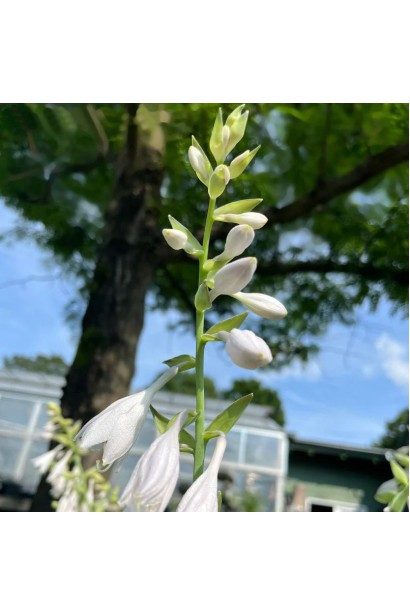 Hosta ’Color Festival’ квіти